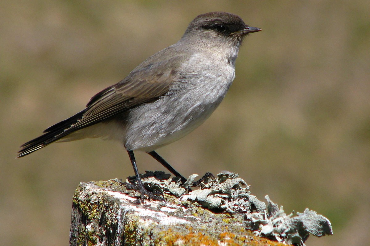 Dormilona Carinegra (maclovianus) - ML205666911