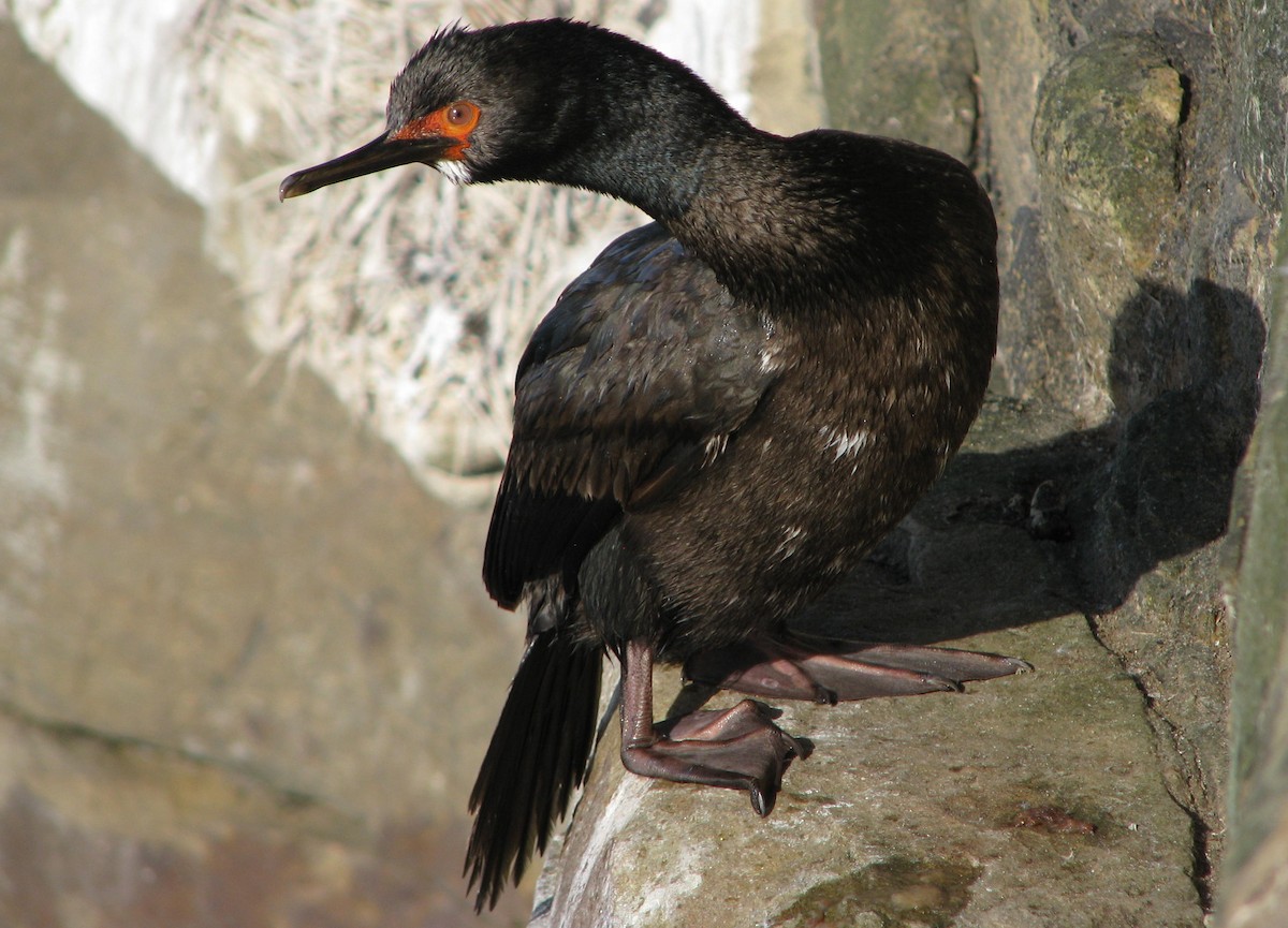 Magellanic Cormorant - Laurent Demongin