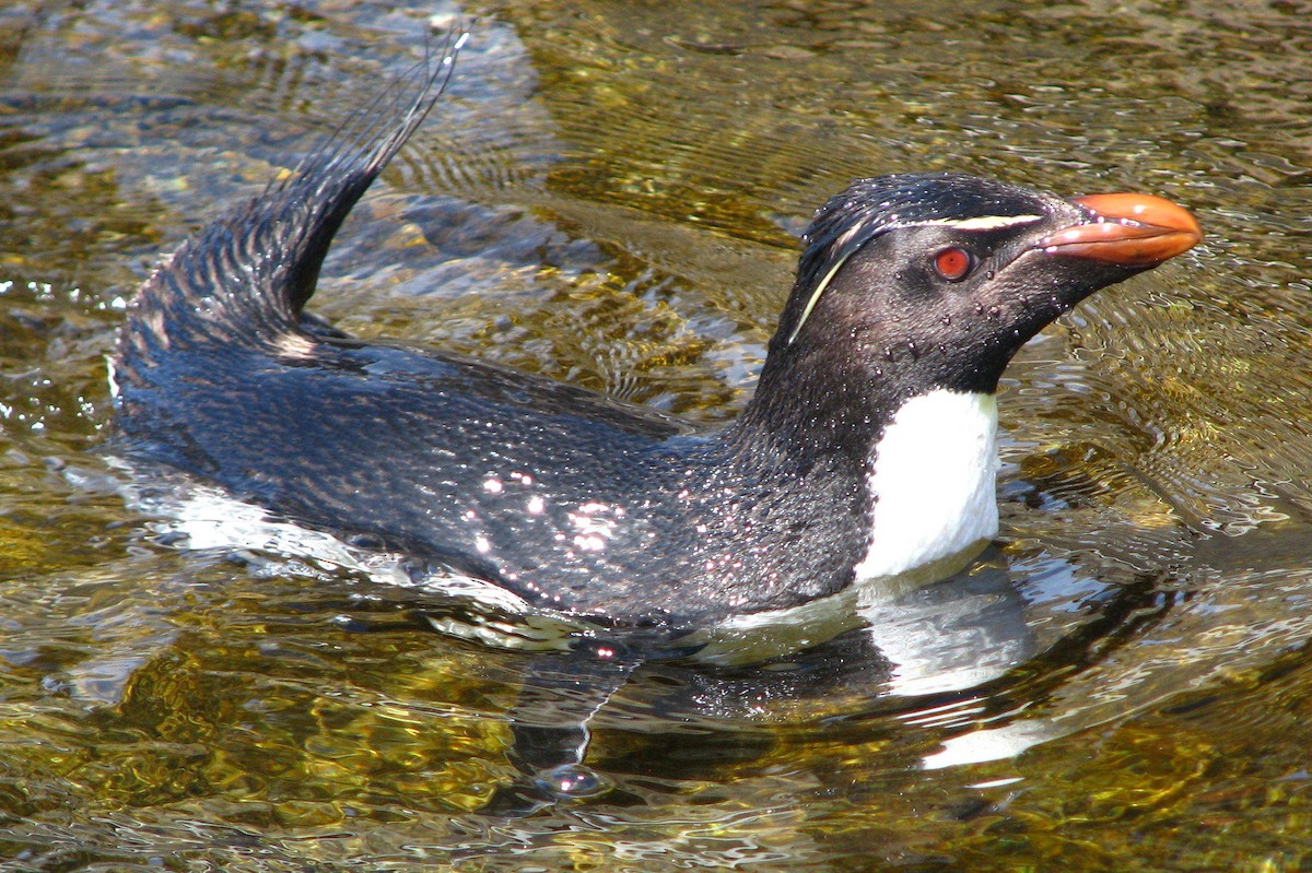 Western Rockhopper Penguin - ML205667011