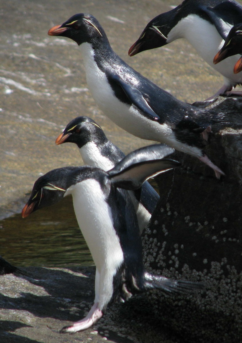 Southern Rockhopper Penguin (Western) - ML205667141
