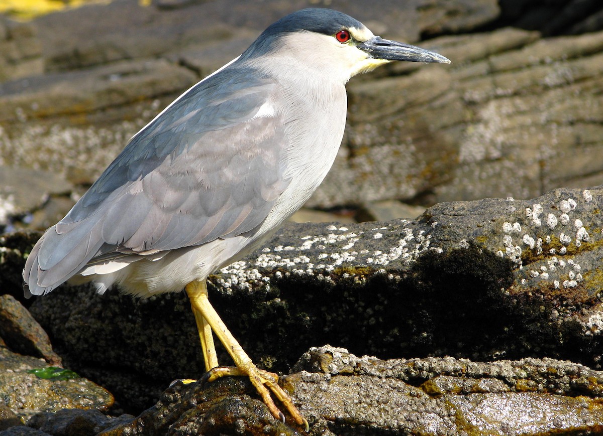 夜鷺(falklandicus) - ML205667301