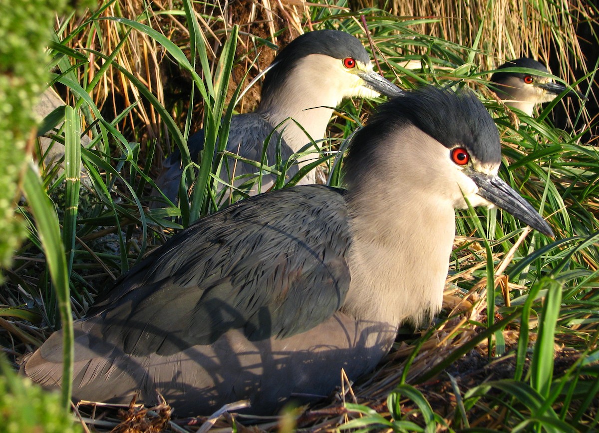 Black-crowned Night Heron (Falklands) - Laurent Demongin