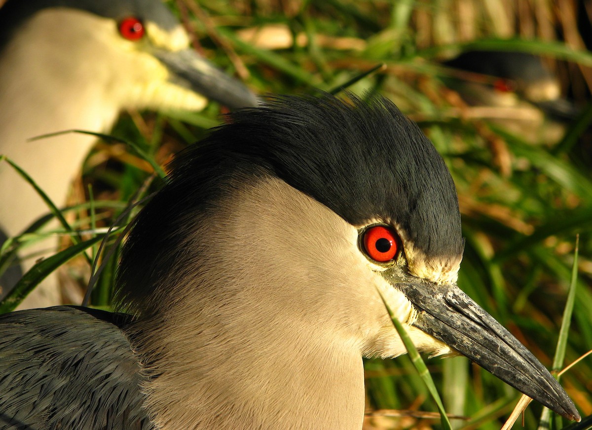 Black-crowned Night Heron (Falklands) - Laurent Demongin