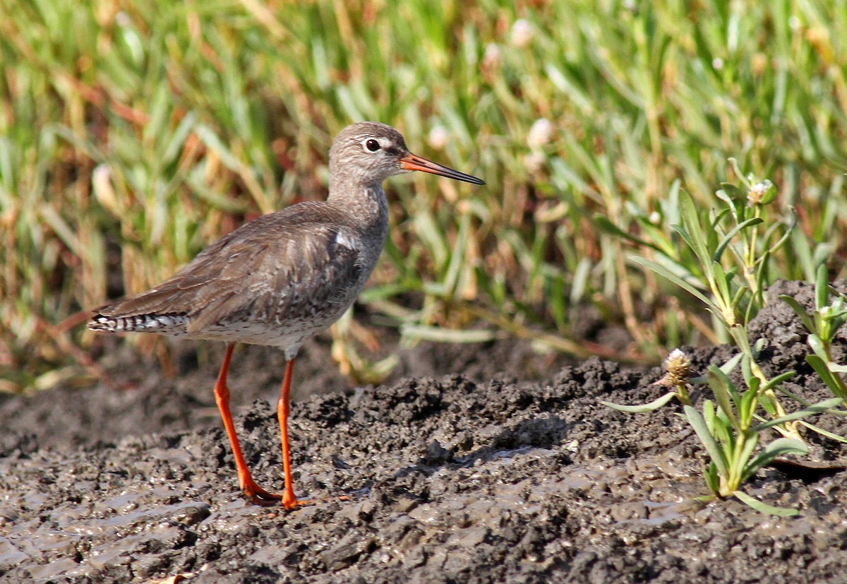 Common Redshank - ML205667671