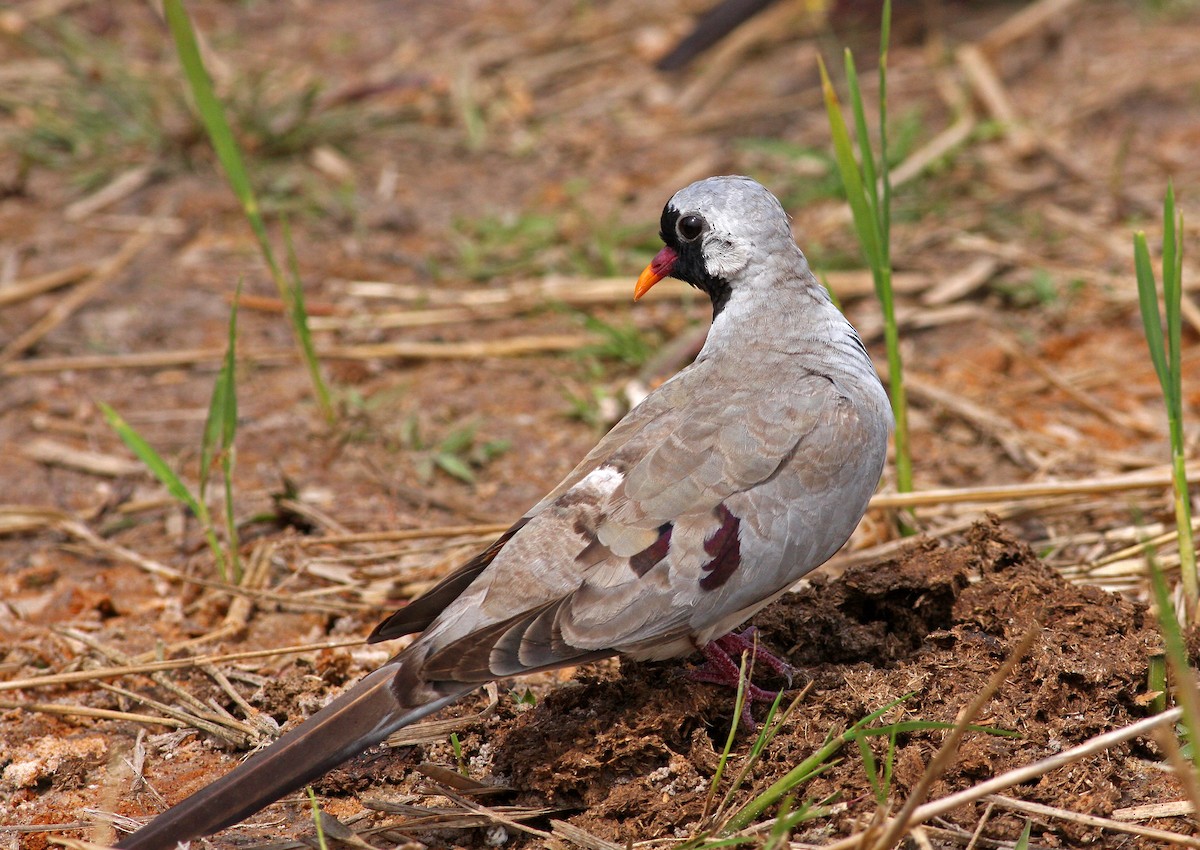 Namaqua Dove - ML205667701