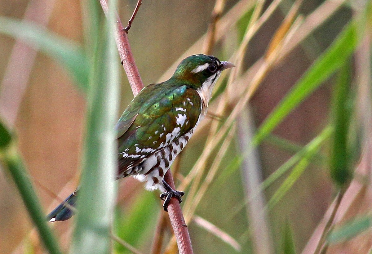 Dideric Cuckoo - ML205667711