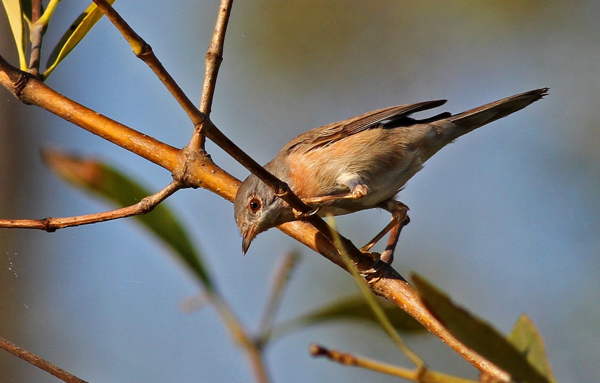 Txinbo papargorrizta iberiarra - ML205667721