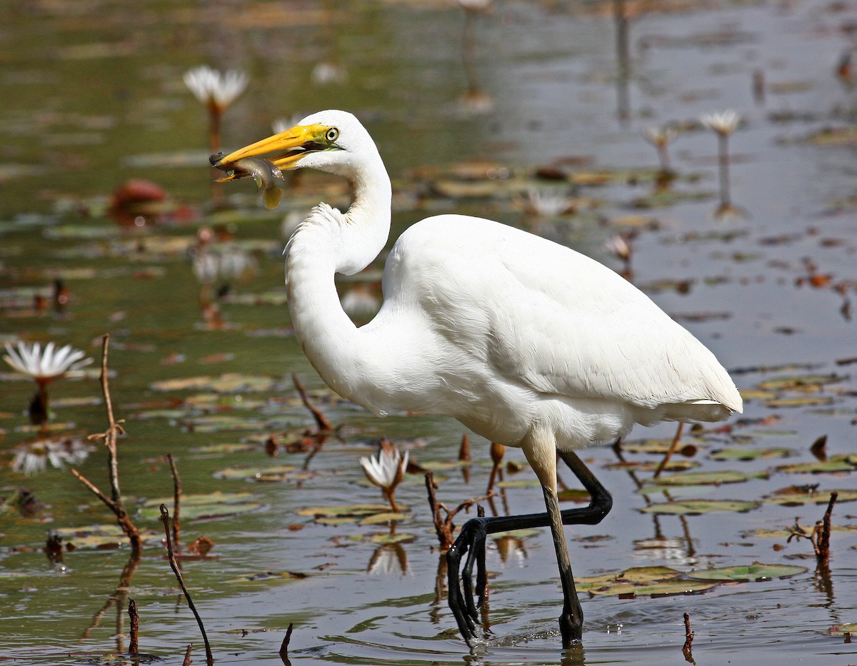 Grande Aigrette (melanorhynchos) - ML205667741