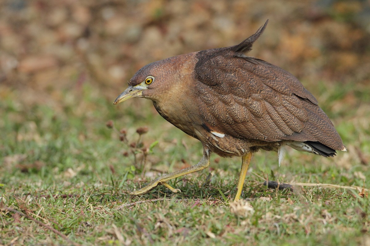 Japanese Night Heron - ML205667751