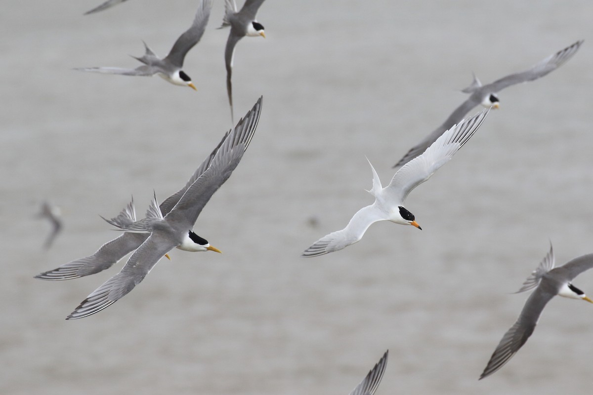 黑嘴端鳳頭燕鷗 - ML205667821