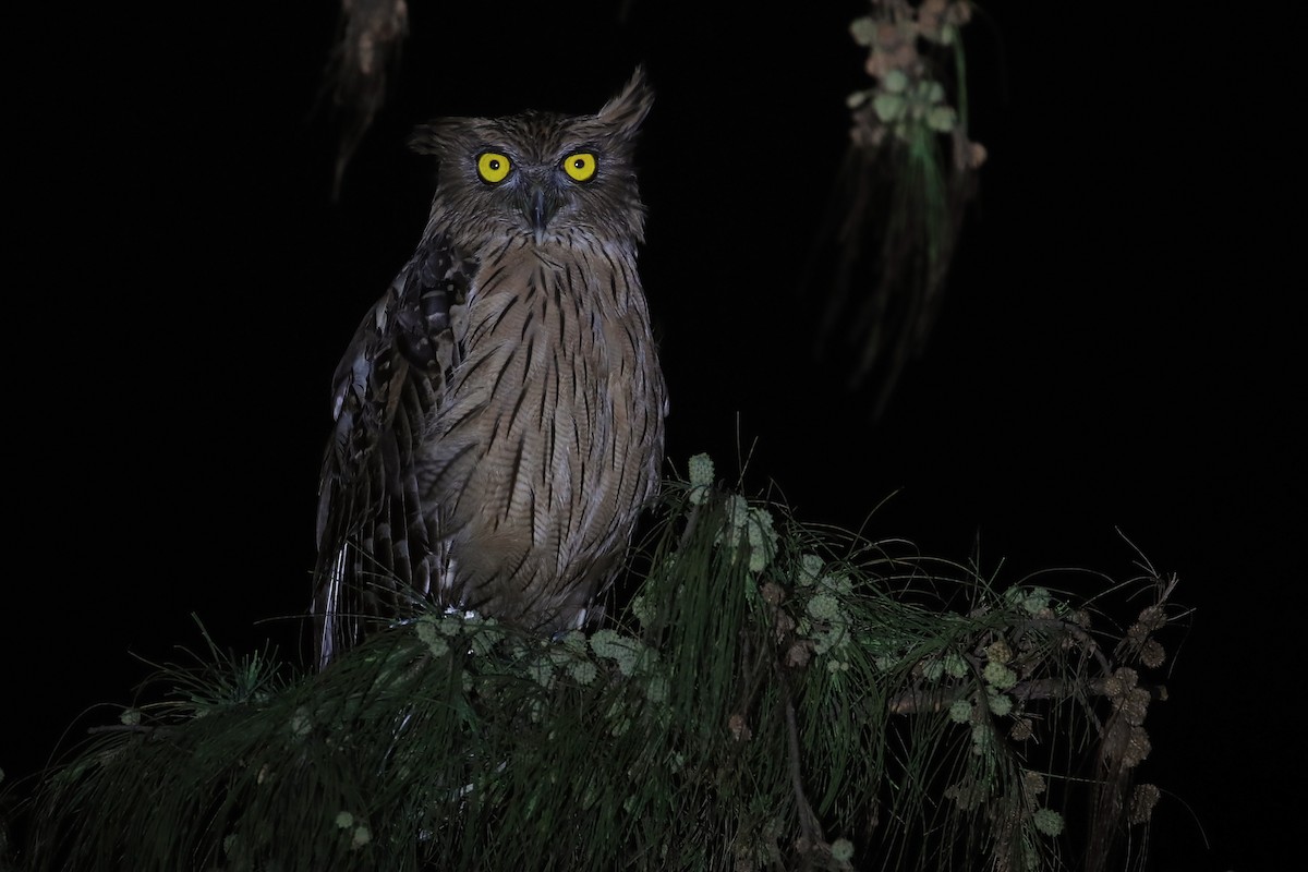 Brown Fish-Owl - Chun Fai LO