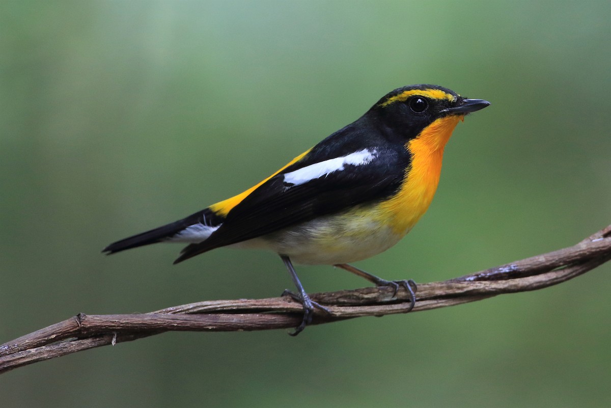 Narcissus Flycatcher - ML205667961