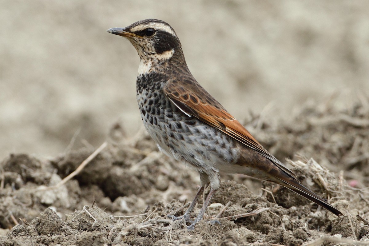 Dusky Thrush - ML205668251