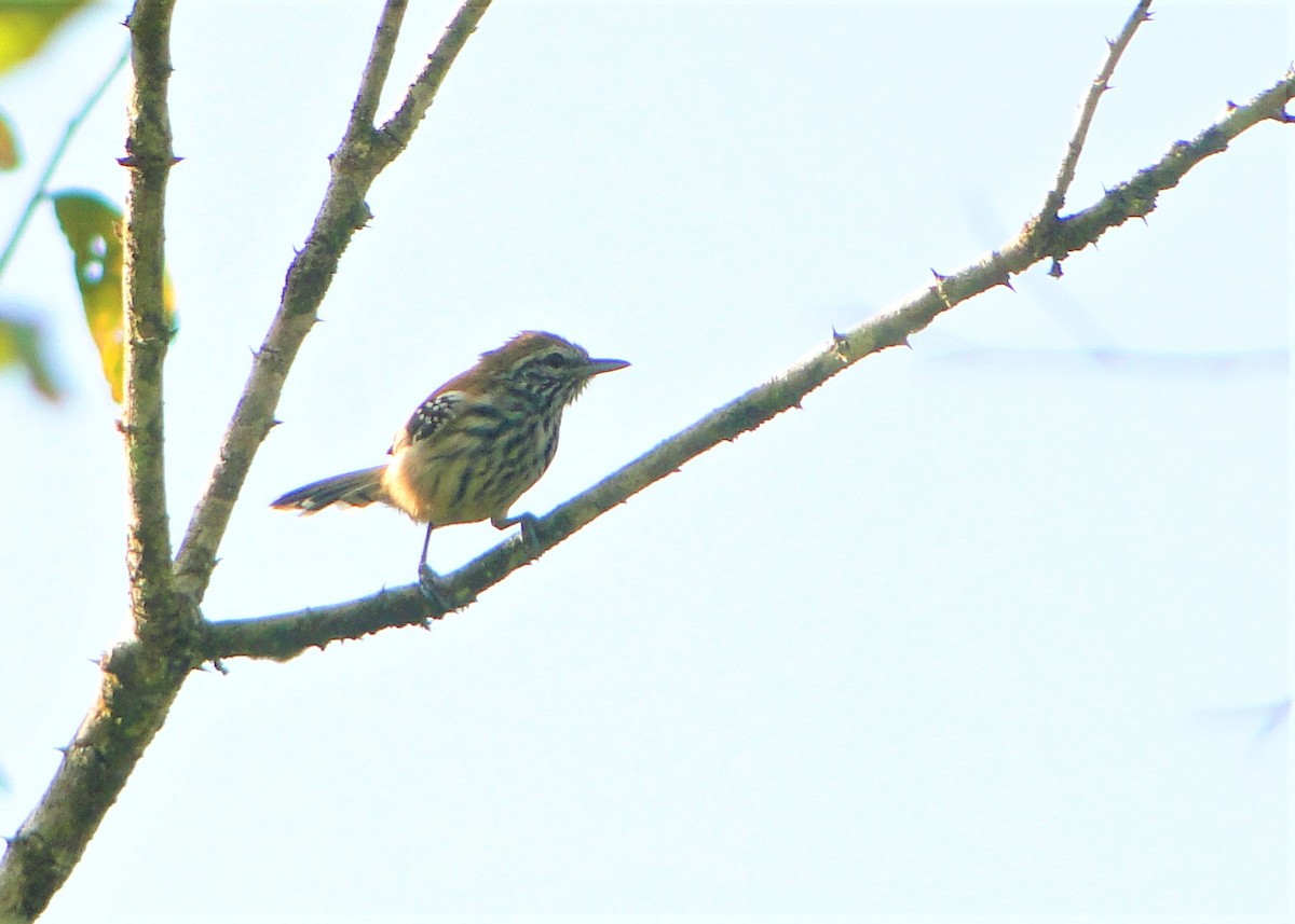 Rusty-backed Antwren - ML205668991