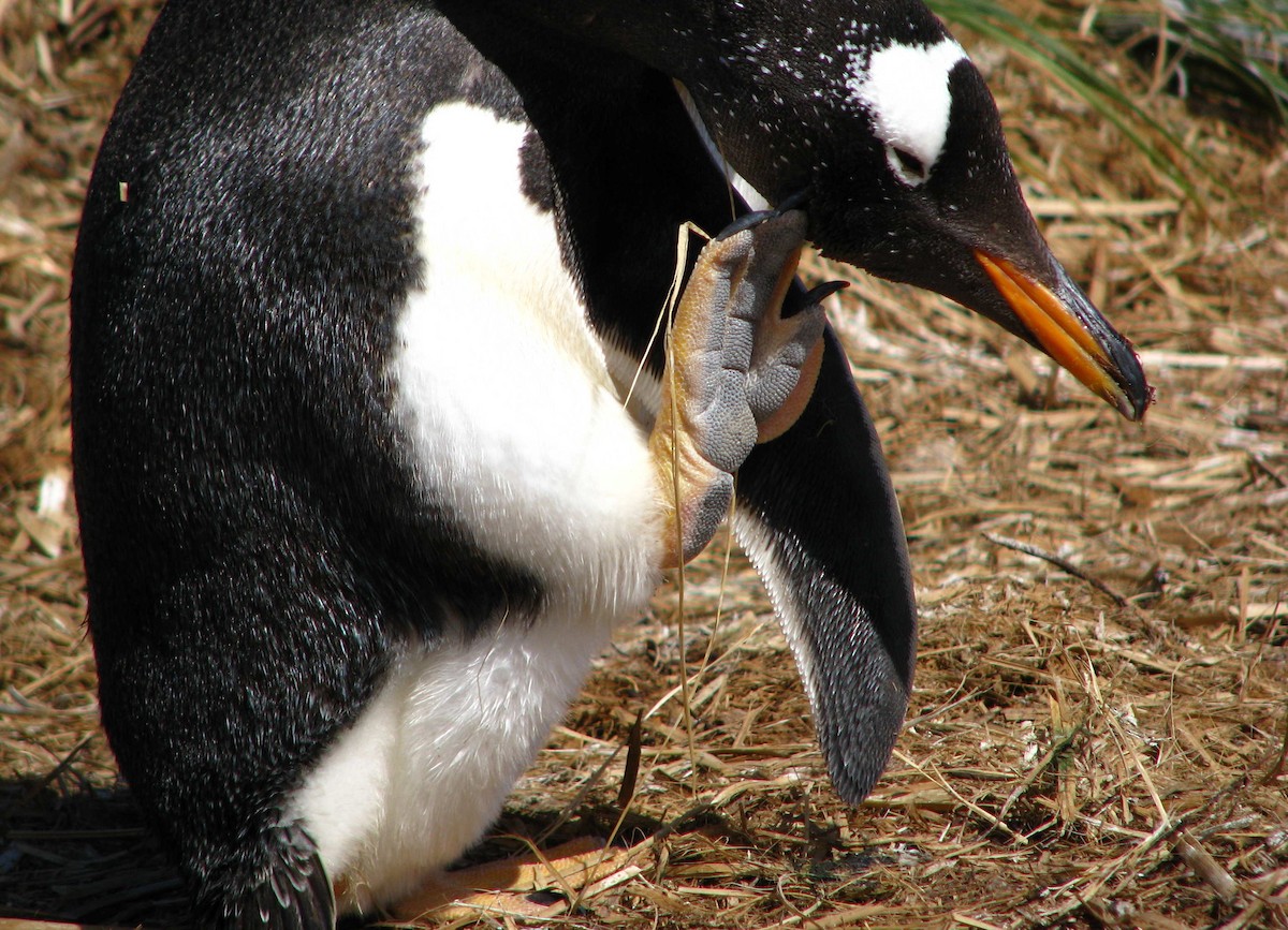 Gentoo Penguin - ML205669291