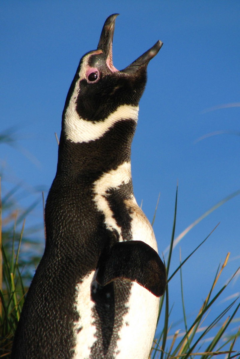 Magellanic Penguin - ML205669361