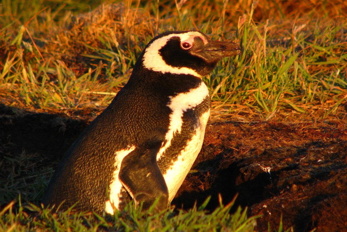 Pingüino Magallánico - ML205669401