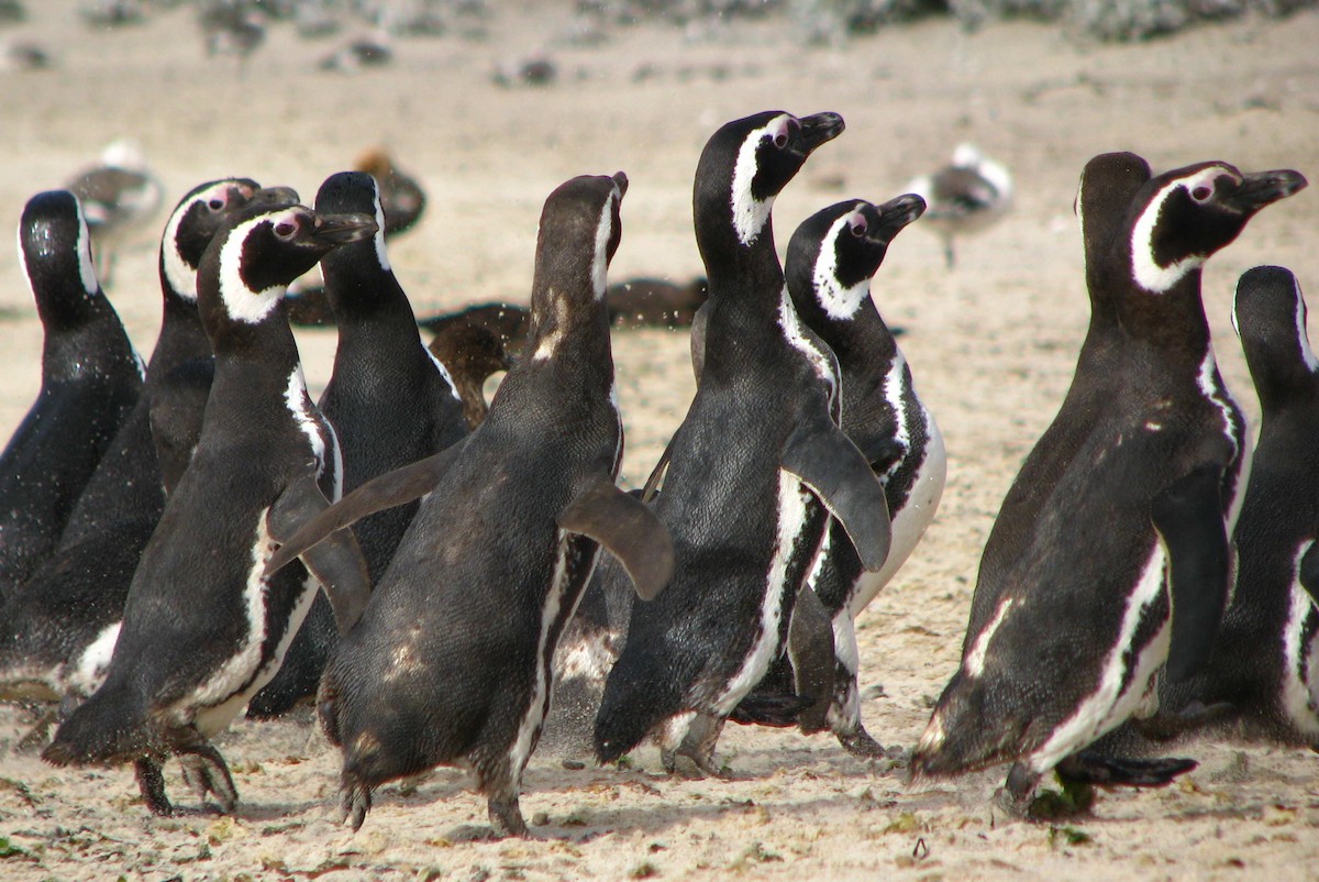 Magellanic Penguin - ML205669421