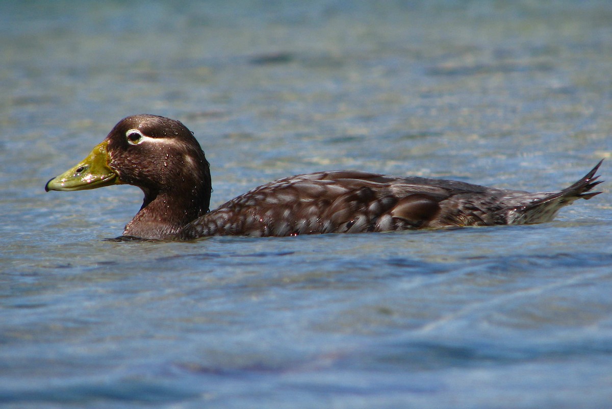 Falkland Steamer-Duck - Laurent Demongin