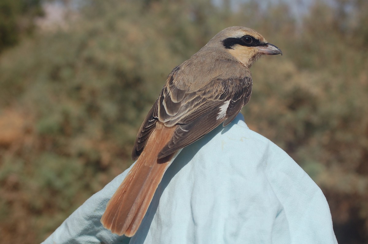 荒漠伯勞(isabellinus) - ML205669671