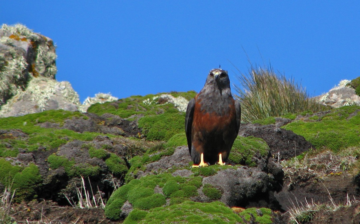 Variable Hawk (Variable) - ML205669691