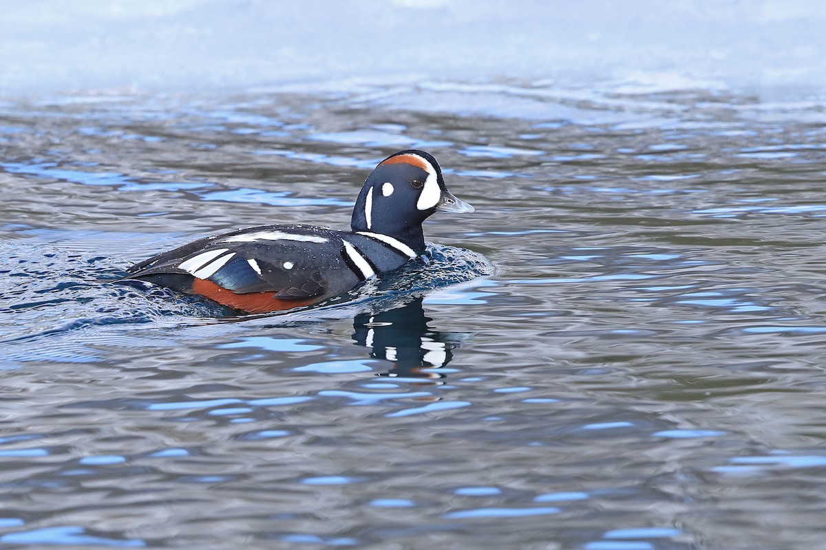 Pato Arlequín - ML205670031