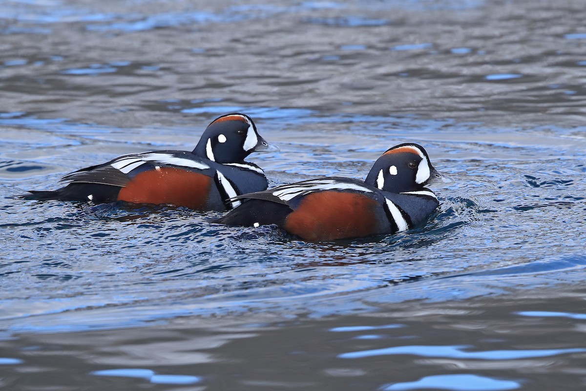 Harlequin Duck - ML205670041