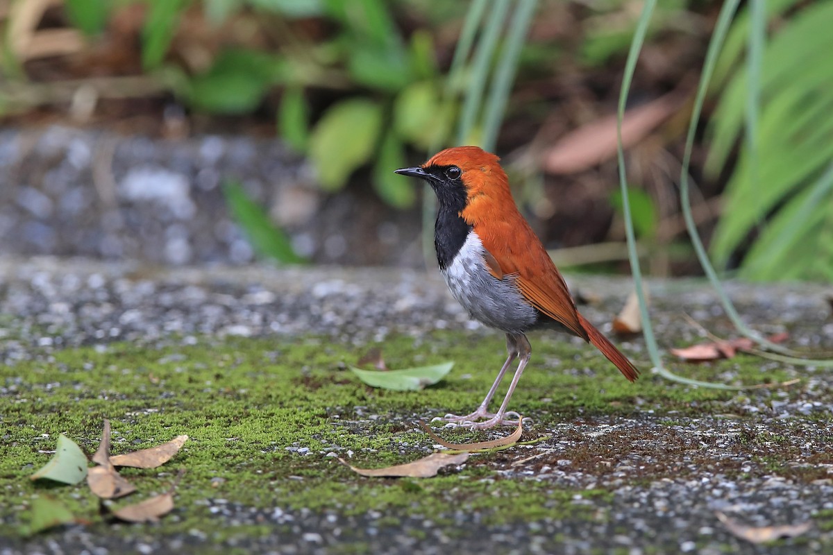 Okinawa Robin - Chun Fai LO
