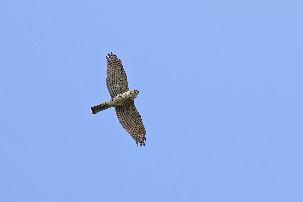 Japanese Sparrowhawk - ML205670371