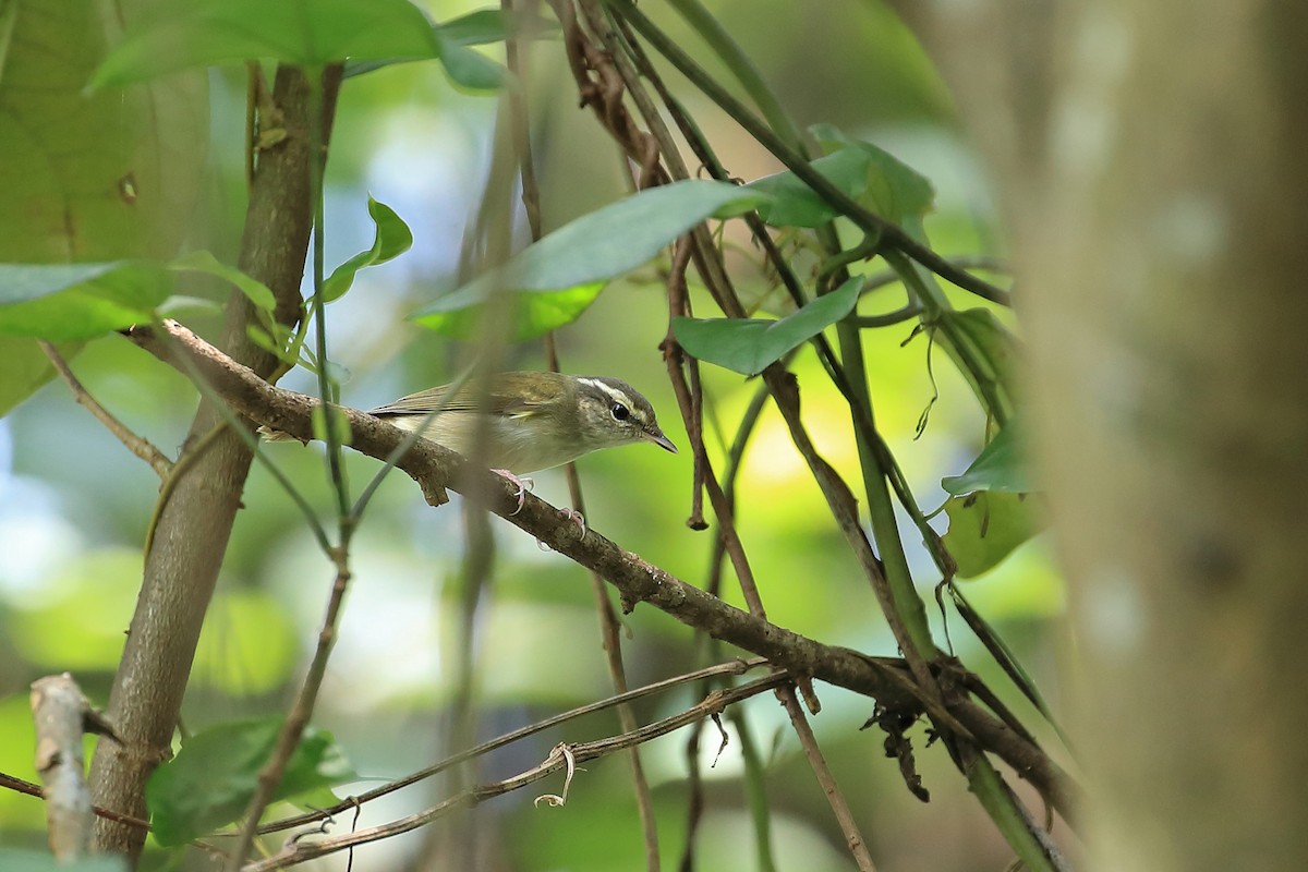 Pale-legged Leaf Warbler - Chun Fai LO