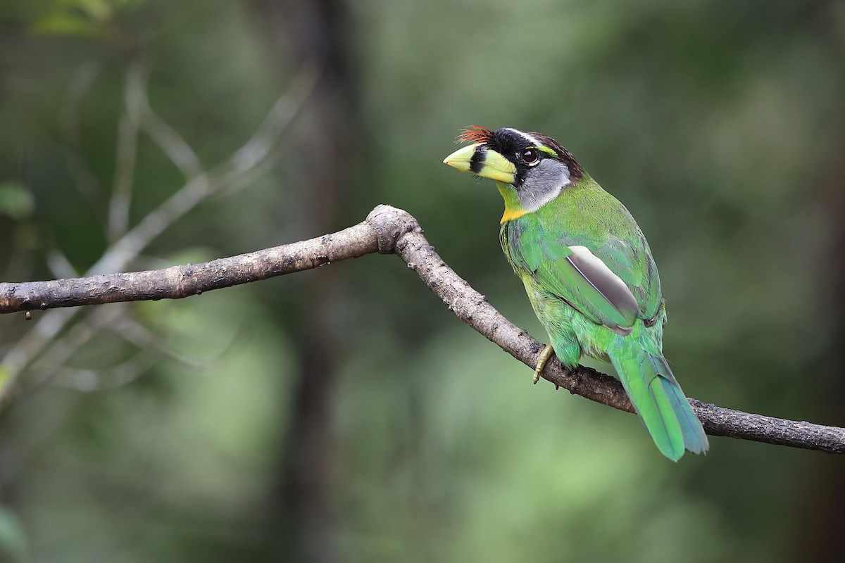 Fire-tufted Barbet - Chun Fai LO