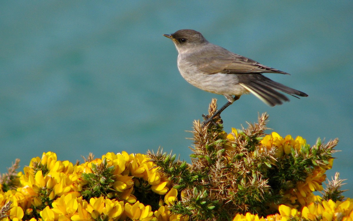 Dark-faced Ground-Tyrant (maclovianus) - Laurent Demongin