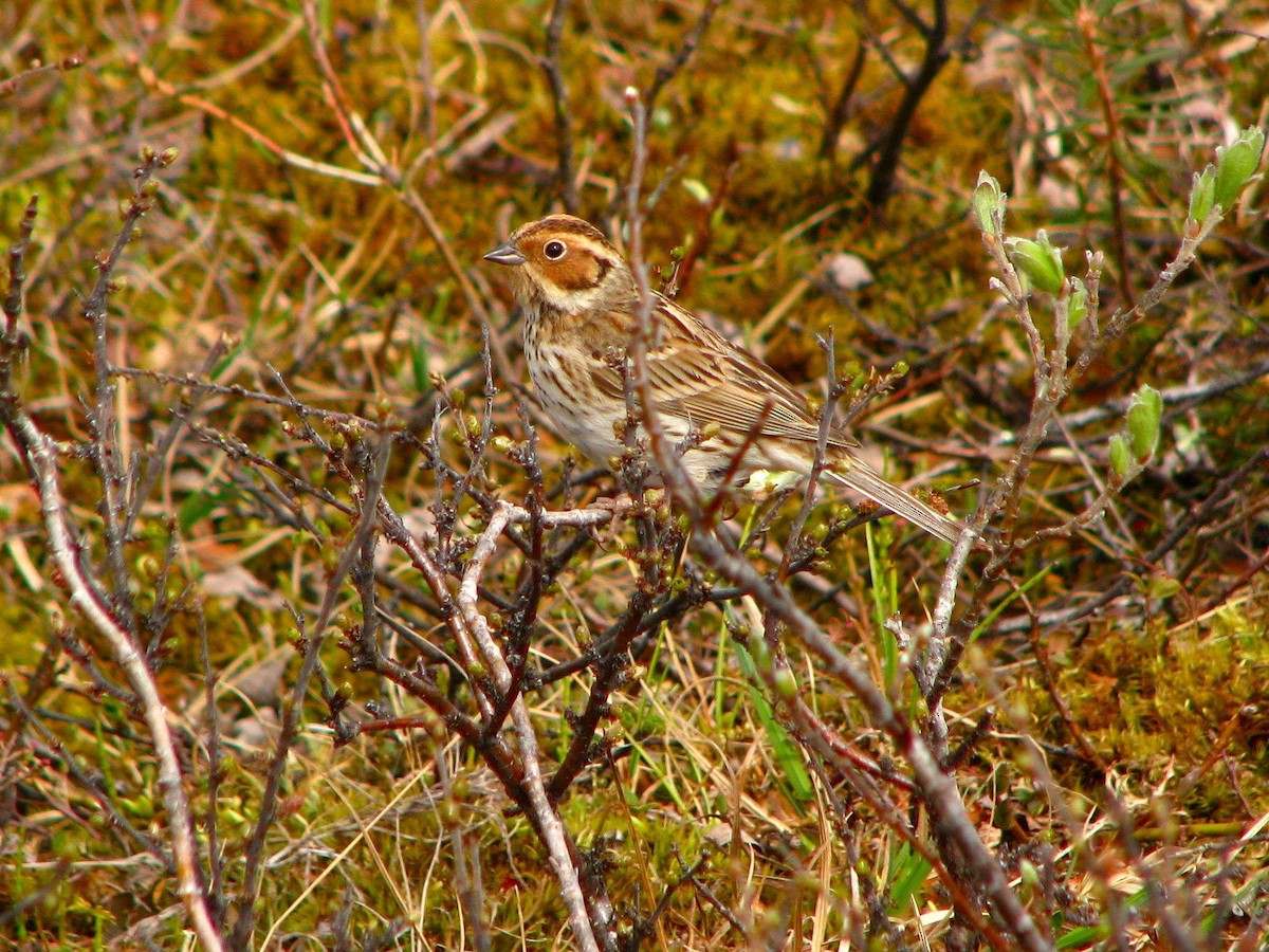 小鵐 - ML205671981