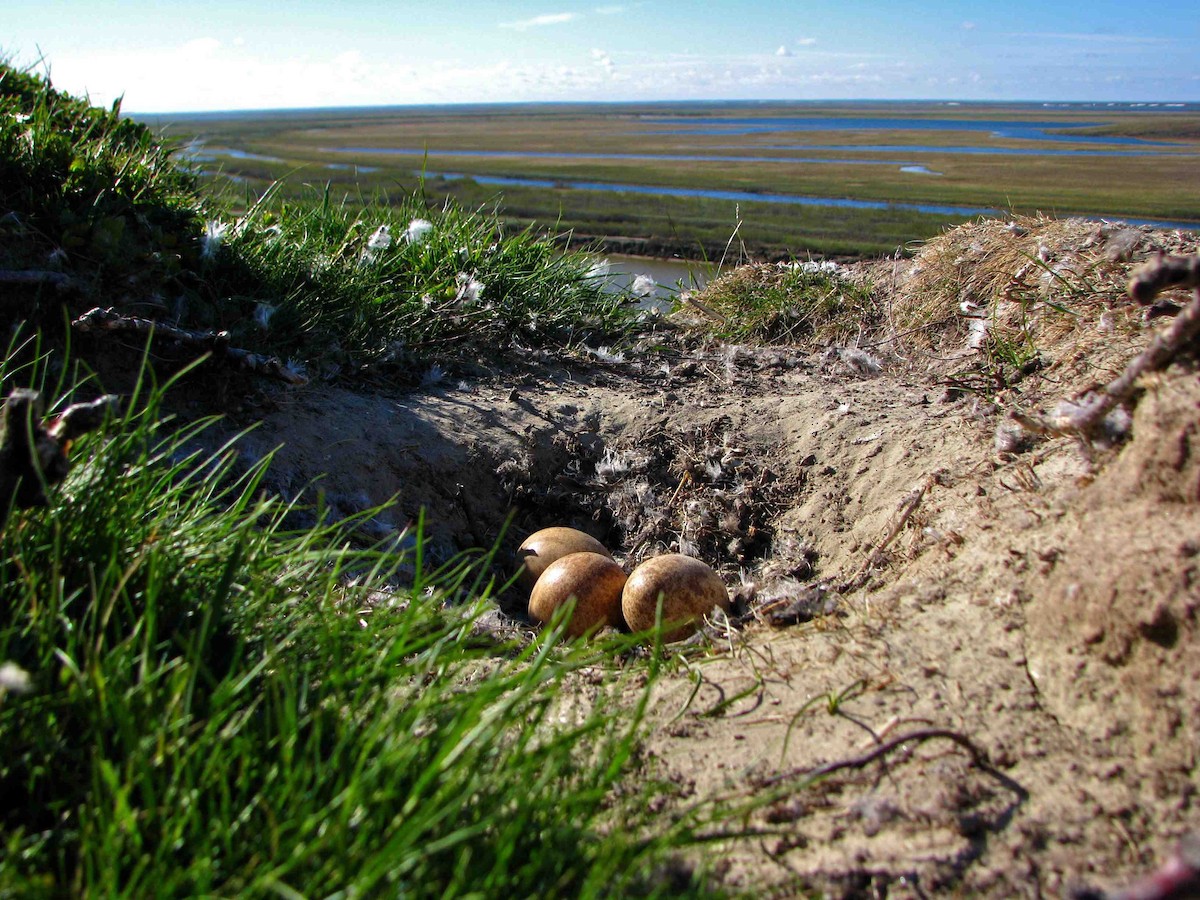 Peregrine Falcon (Tundra) - ML205672041