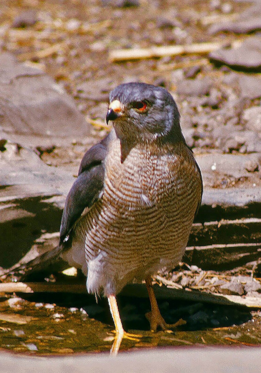 タカサゴダカ（sphenurus／polyzonoides） - ML205672091