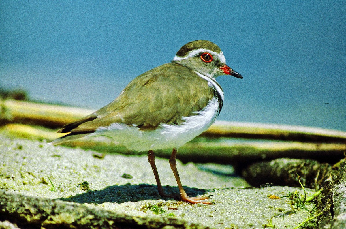 Three-banded Plover (African) - ML205672211