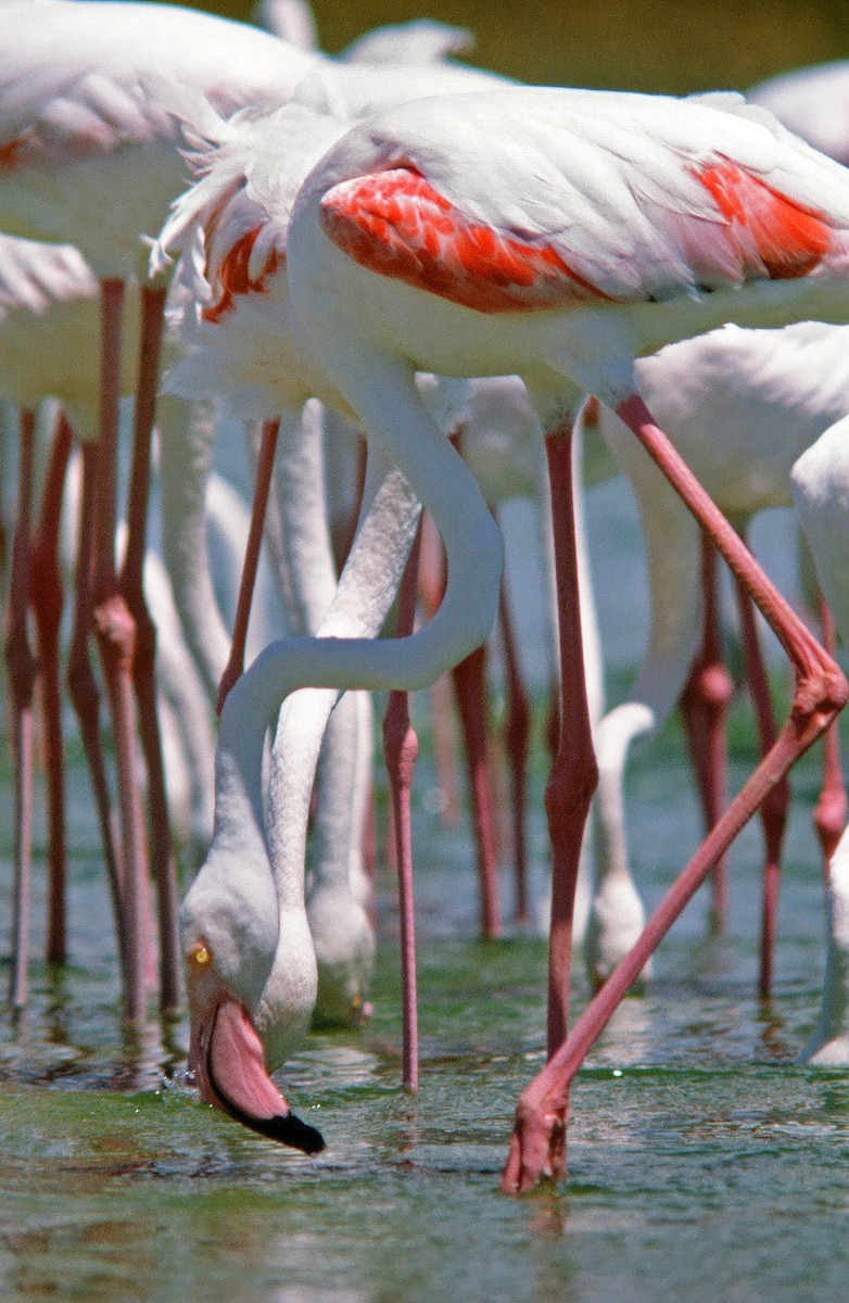 Greater Flamingo - Frans Vandewalle
