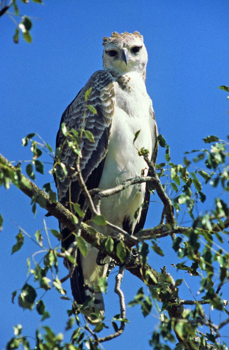 Martial Eagle - ML205672401