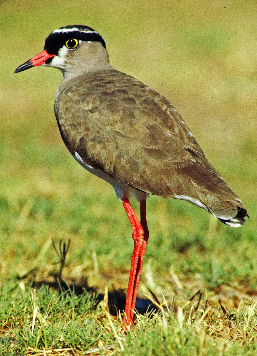 Crowned Lapwing - Frans Vandewalle