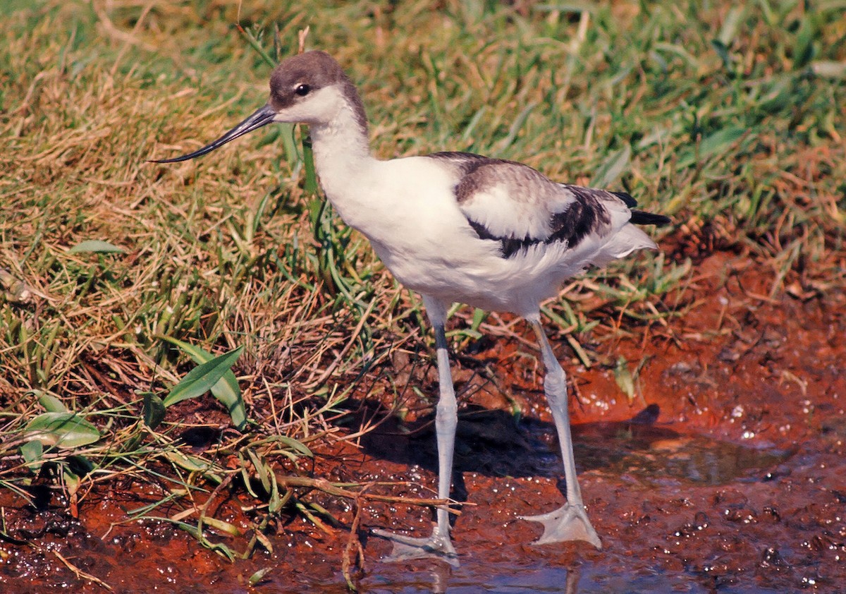 Pied Avocet - ML205672521