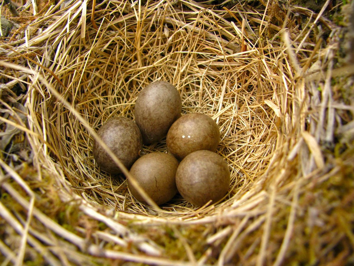 Red-throated Pipit - ML205673651