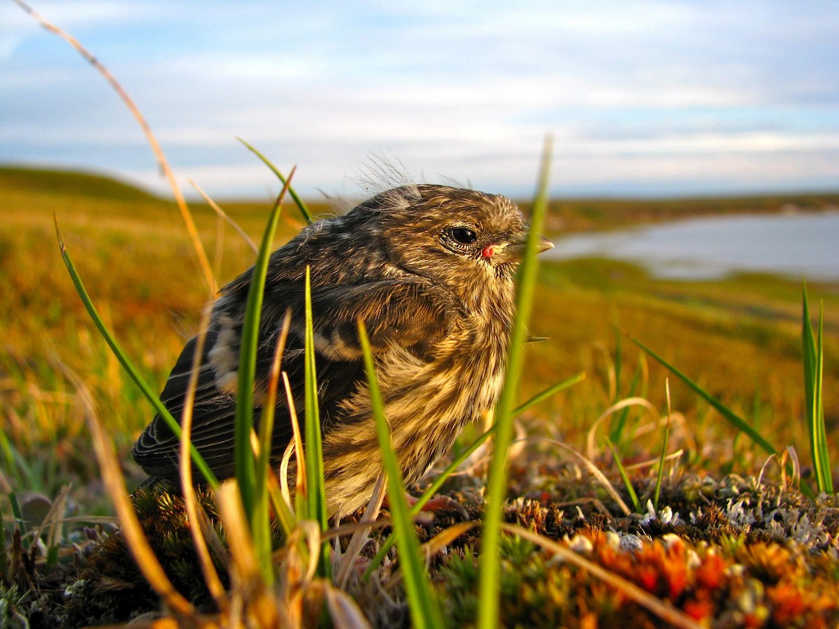 普通朱頂雀(hornemanni) - ML205673691