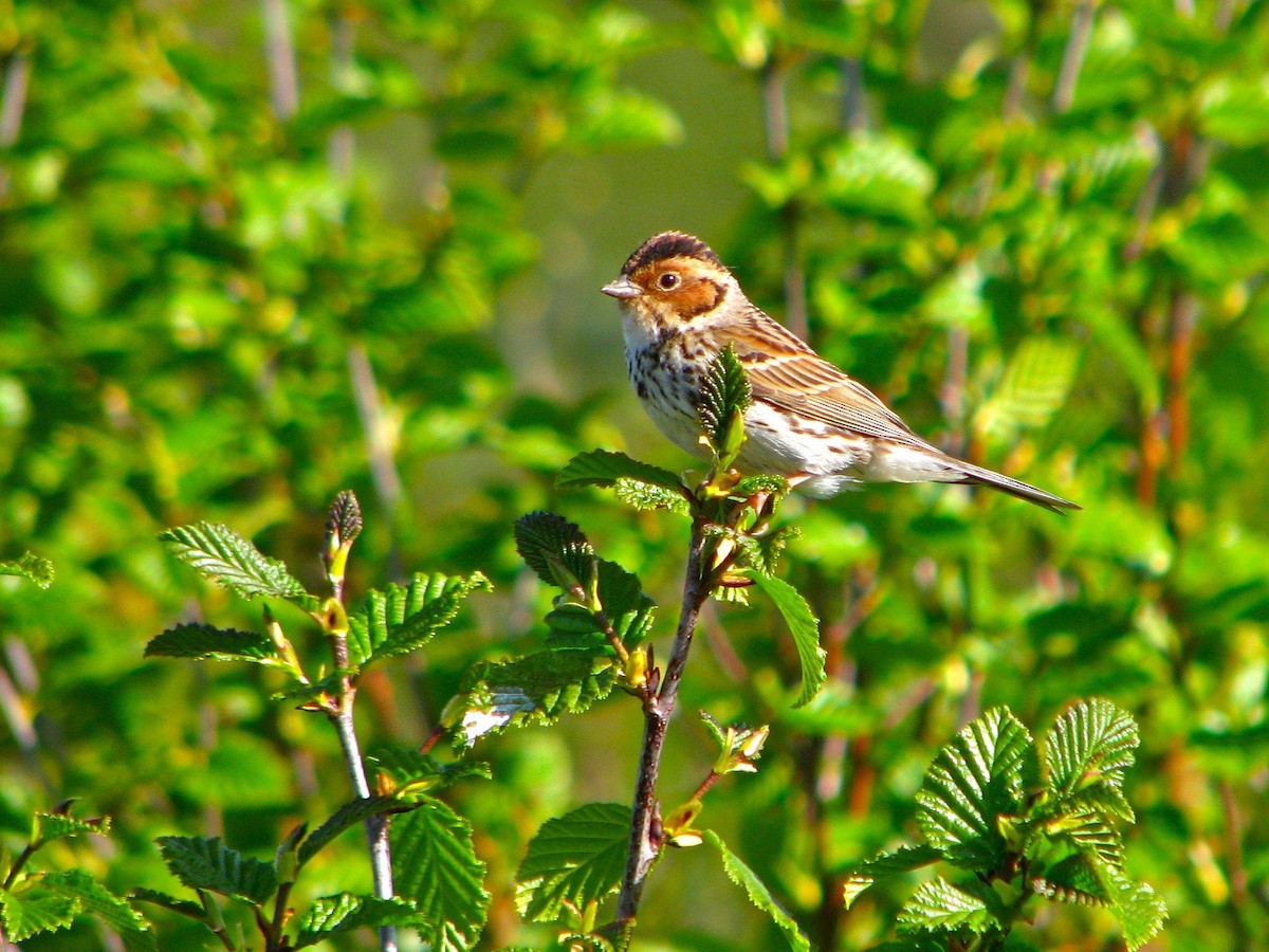 Little Bunting - ML205673711