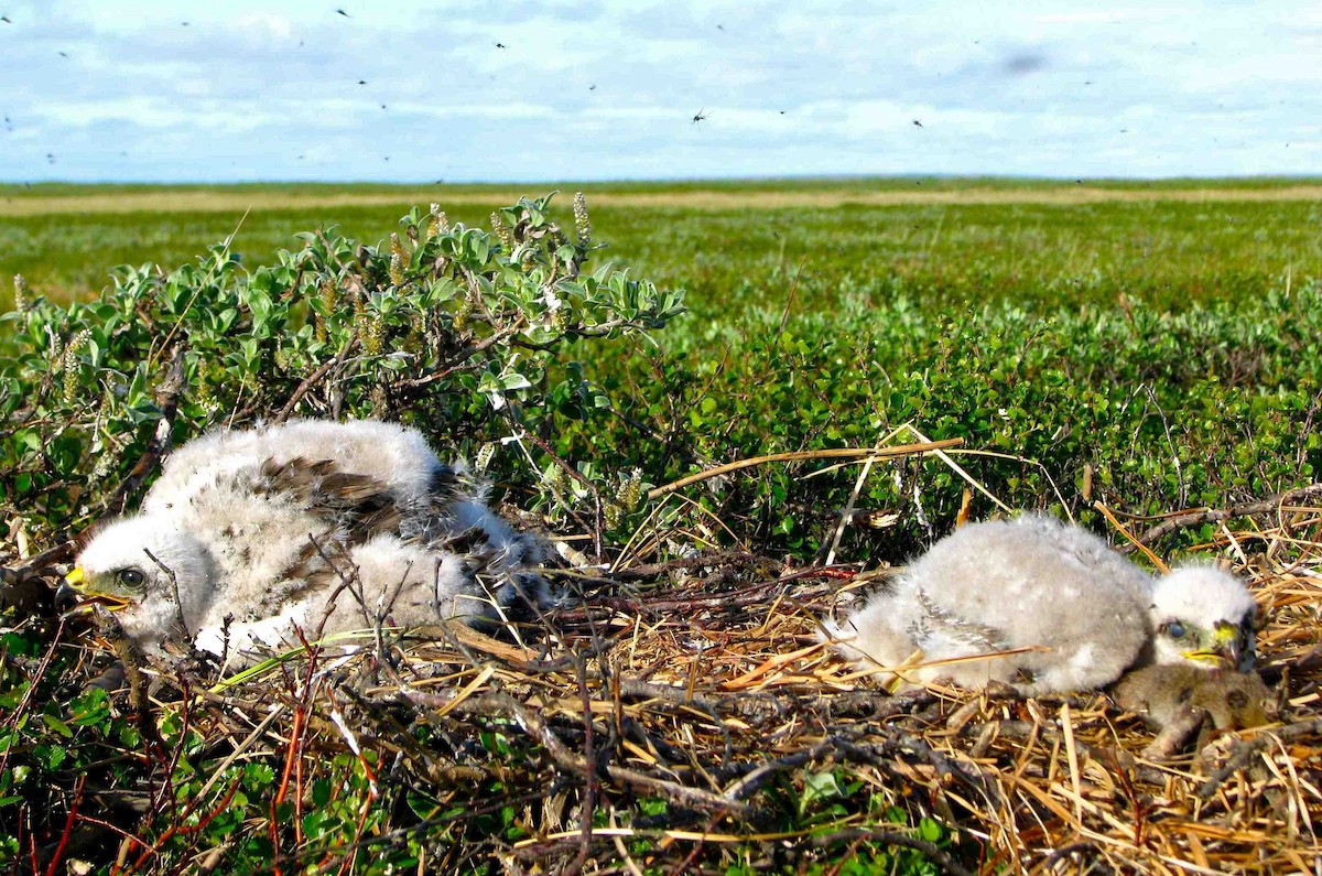 毛足鵟 - ML205673841