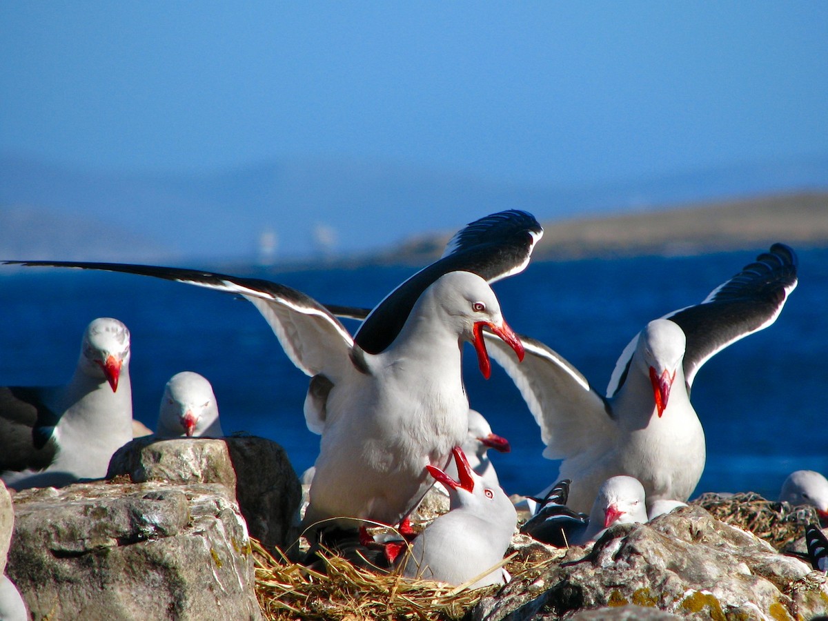 Dolphin Gull - ML205673901