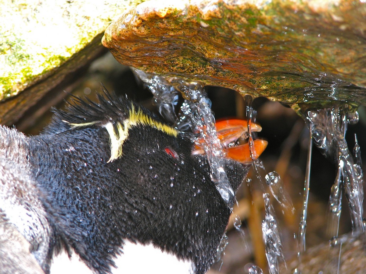 Pingüino Saltarrocas Meridional (chrysocome) - ML205673921