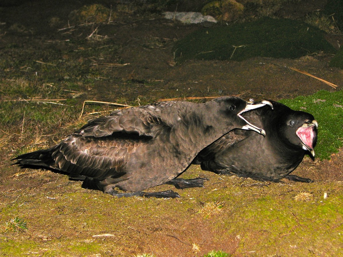 Puffin à menton blanc - ML205674041