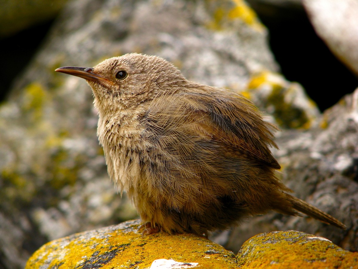 Cobb's Wren - ML205674071