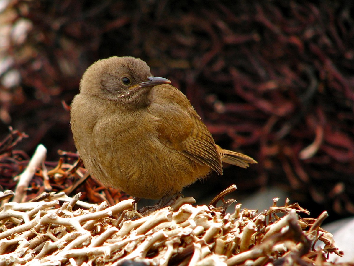 Cobb's Wren - ML205674081