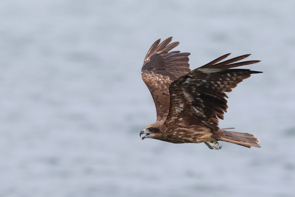 Black Kite (Black-eared) - ML205674301